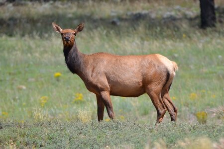 Elk wild outdoors