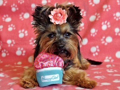 Dog pretty lie
