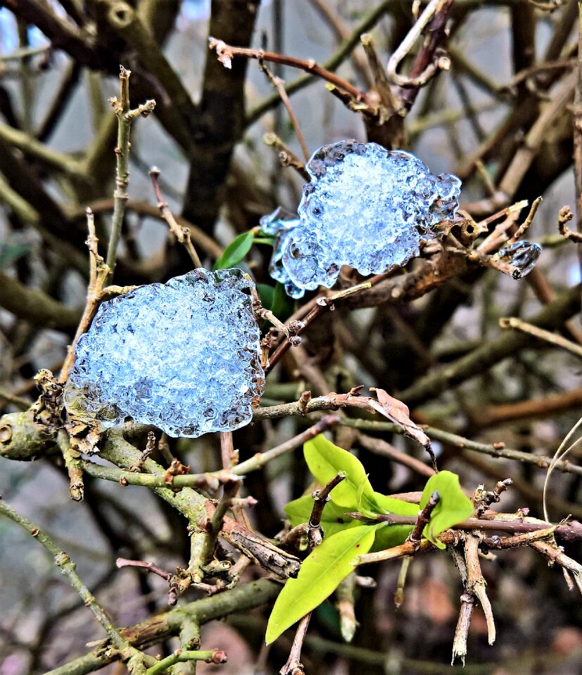 Eiskristalle to hedge winter
