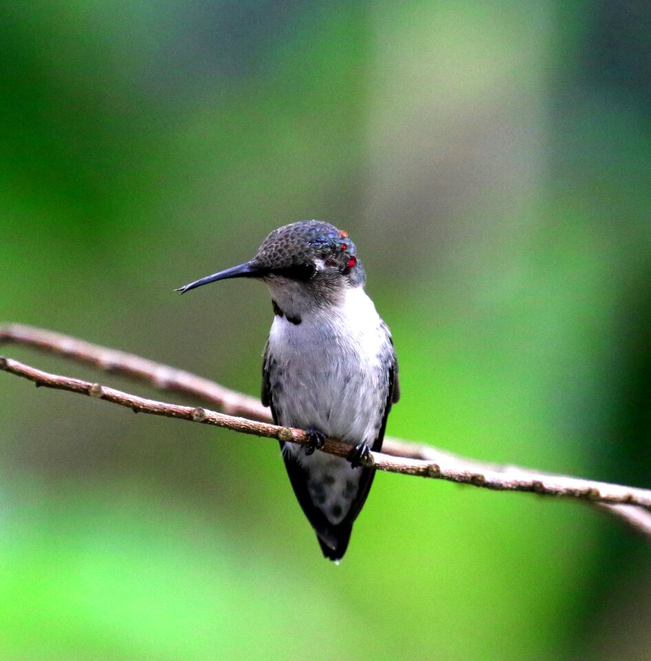 Bee hummingbird zunzuncito endemic