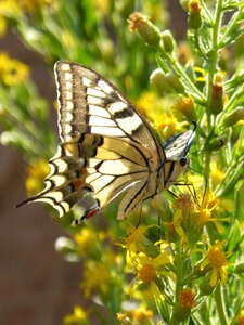 Butterfly queen libar translucent