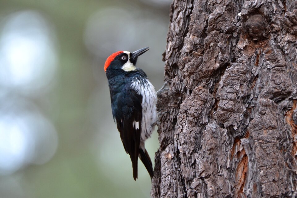 Woodpecker bird birdwatching