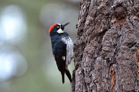 Woodpecker bird birdwatching photo