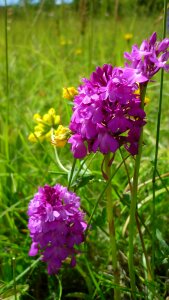 Rarely mountain meadows protected