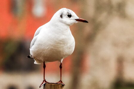 Wings animals fauna