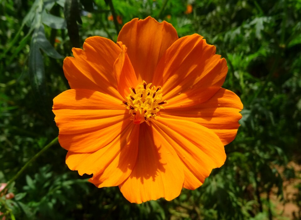 Flora garden orange cosmos