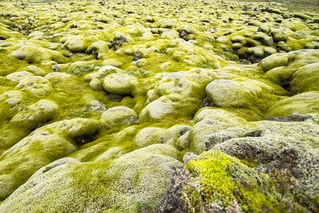 Moss wide nature