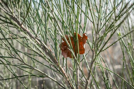 Oak oak leaves bush