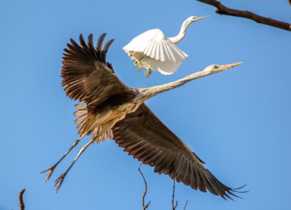 Two flying birds in the action