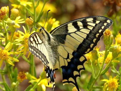 Butterfly butterfly queen libar