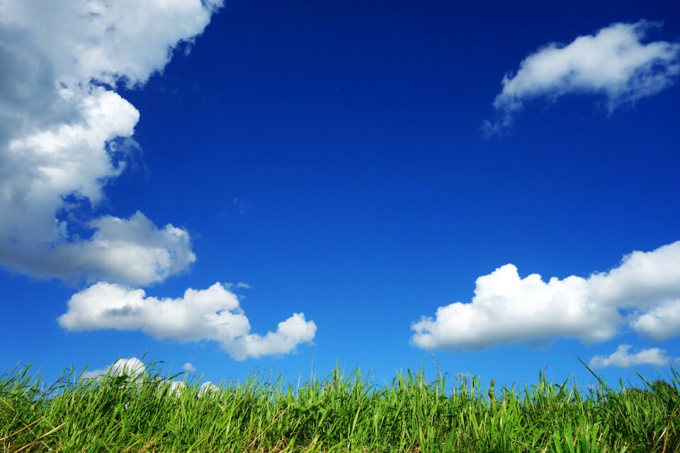 Blue sky above grass sunny