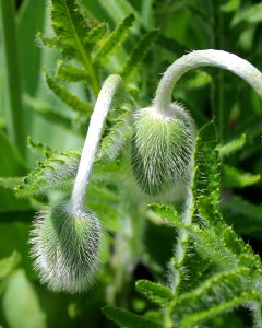 Two Hairy Buds (241147209) photo