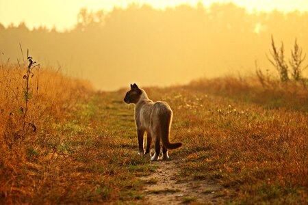 Siamese cat siamese siam