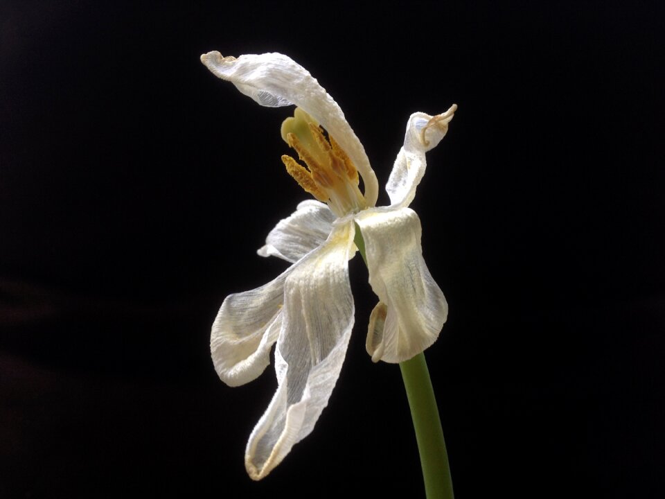 Black and white wilting white
