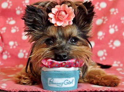 Dog cute lie