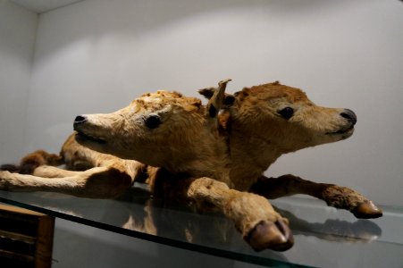 Two headed calf