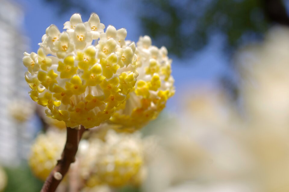 Yellow flower sunny bright