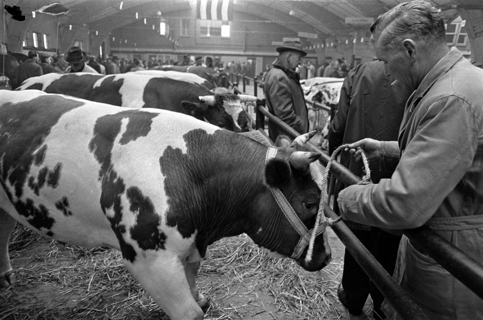 Tweeendertigste paasveetentoonstelling in Den Bosch, Bestanddeelnr 920-1668