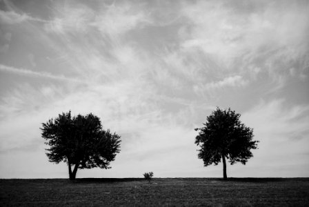 Two And A Half Tree (224834515) photo