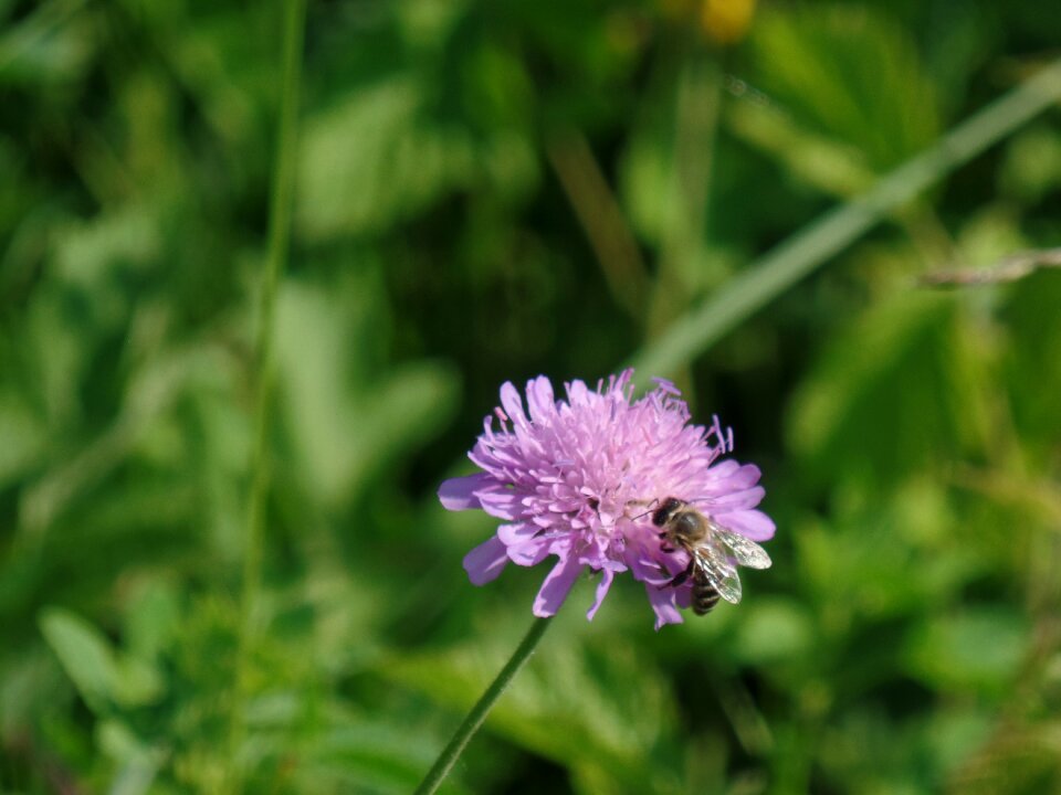 Insect plant garden photo