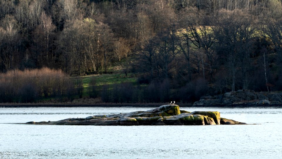 Two great black-backed gulls on a rock in Norrkila