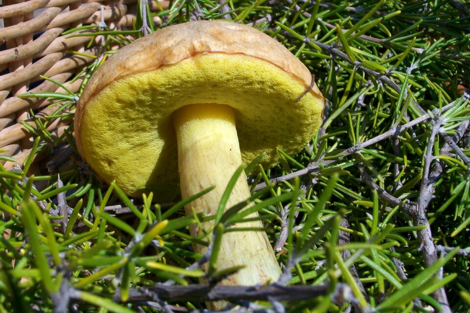 Mushroom mata-relatives forest
