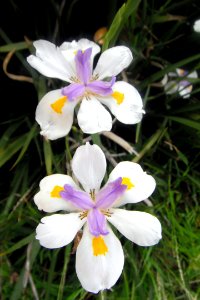 Two flowers Sydney