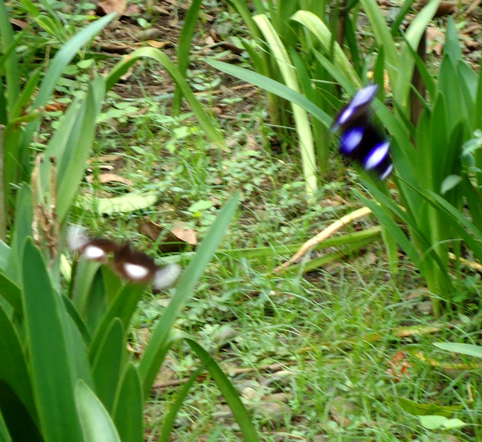 Two great eggflies (Hypolimnas bolina) - Mindanao, Philippines 2