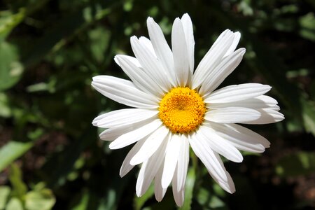 White nature blossom