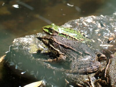 Green animal green frog photo