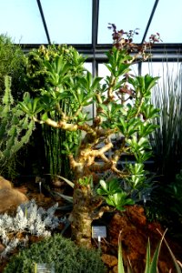 Tylecodon paniculatus (Cotyledon paniculata) - Wilhelma Zoo - Stuttgart, Germany - DSC01712