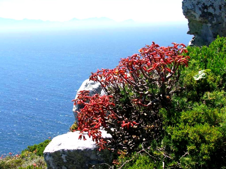 Tylecodon paniculatus - Cape Peninsula CapeTown SA 2