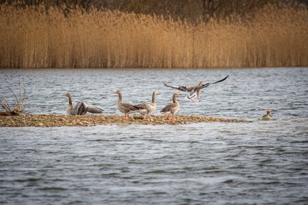 Creature goose bird