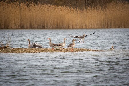 Creature goose bird photo