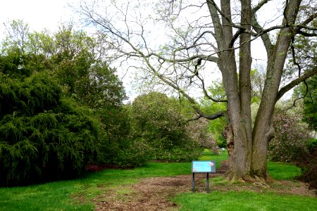 Tyler Arboretum - DSC01902