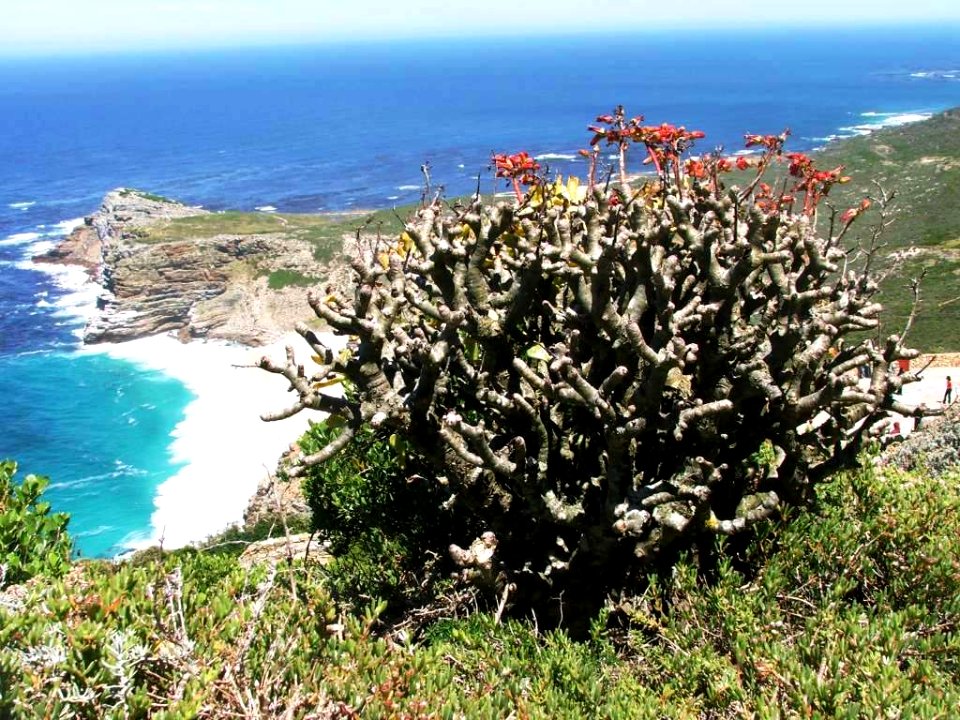 Tylecodon paniculatus - Cape Peninsula CapeTown SA 1
