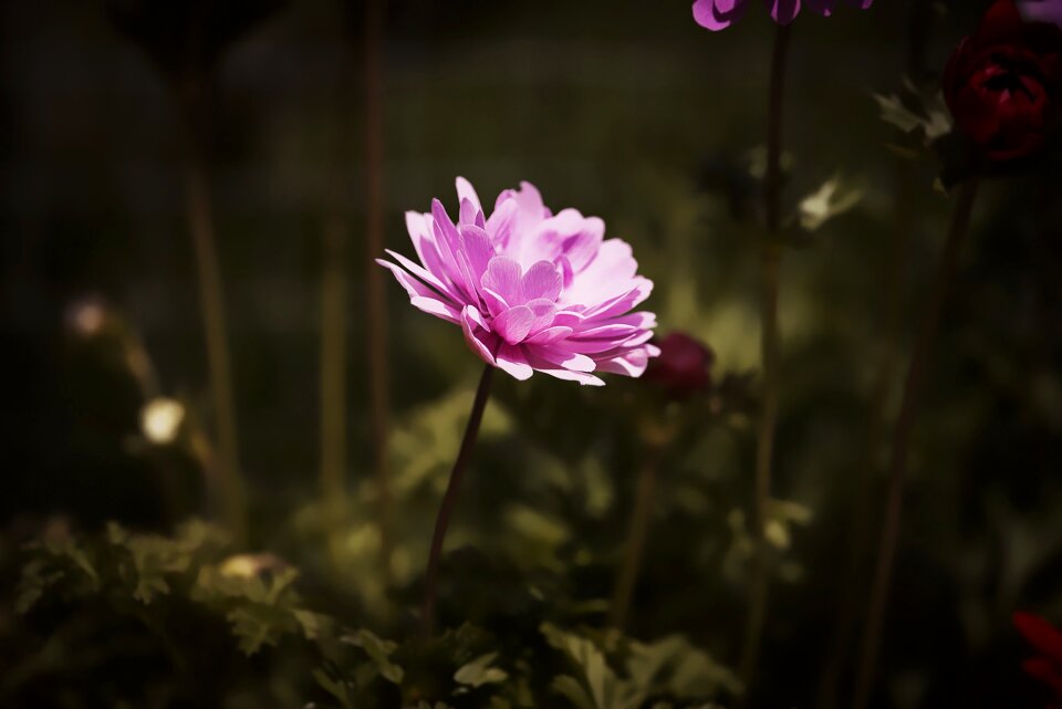 Flower blossom bloom