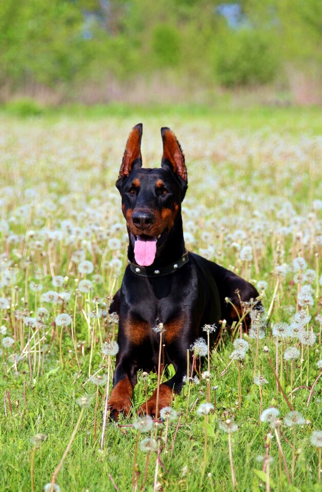 Field dog lie
