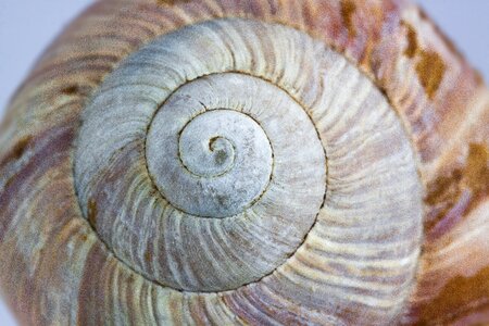 Nature spiral macro