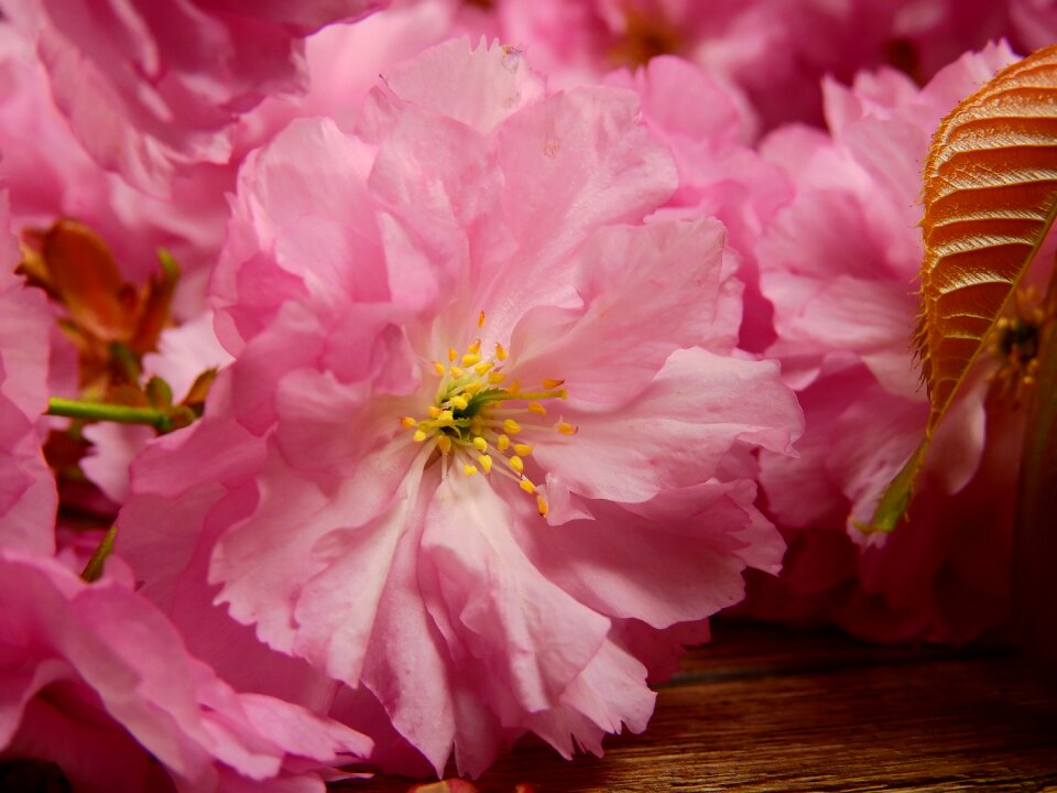 Flower tree plant