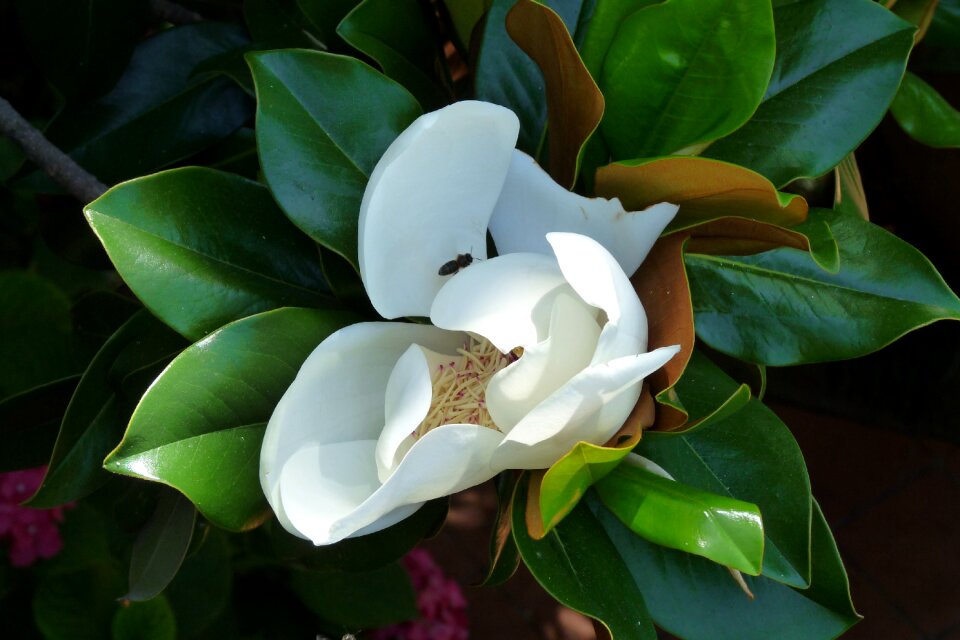 Plant closeup spring