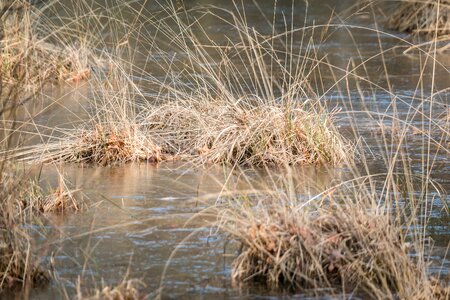 Swamp grasses wetland