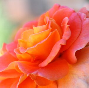 Nature petals romantic