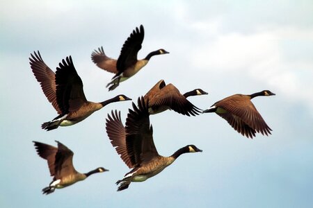 Wildlife flying formation photo