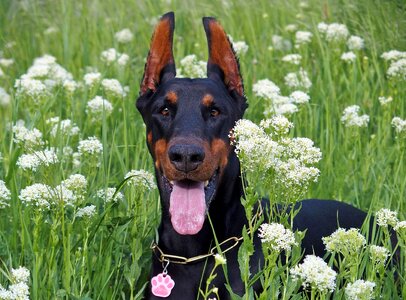 Flowers lie field