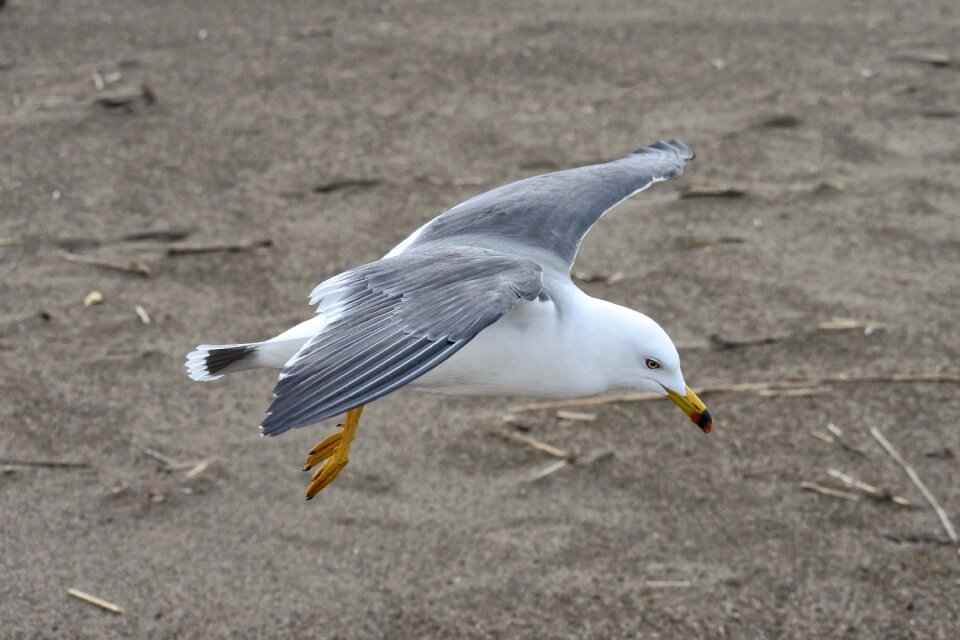 Sea gull seagull seabird