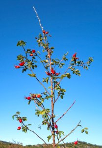 Twig with rose hips
