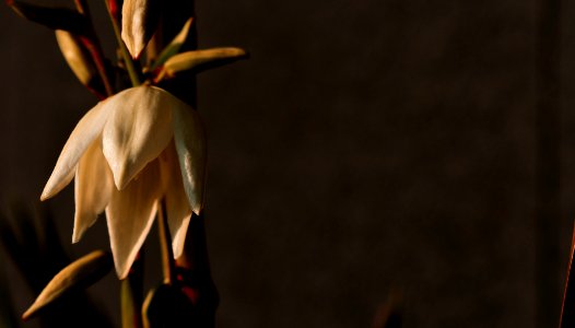 Twilight (219328735)
