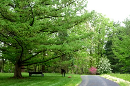 Tyler Arboretum - DSC01837