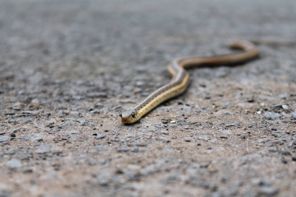 Nature wildlife reptile